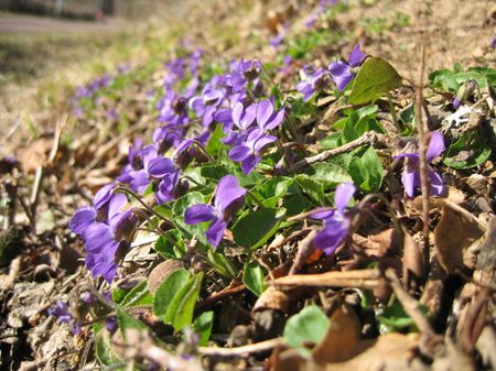 violettes | Source (Photo personnelle) | Date 2008-02-23 | Author Thes