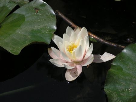 Nenufar