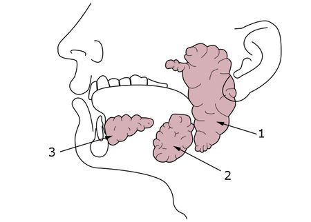 1 Ghiandole salivari 1)Ghiandola parotide 2)Ghiandola sottomandibolare