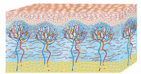 fibre elastiche