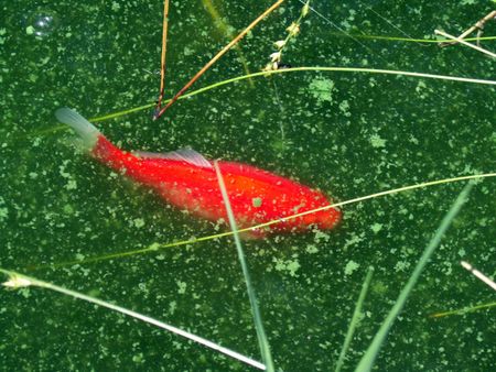 pesce rosso