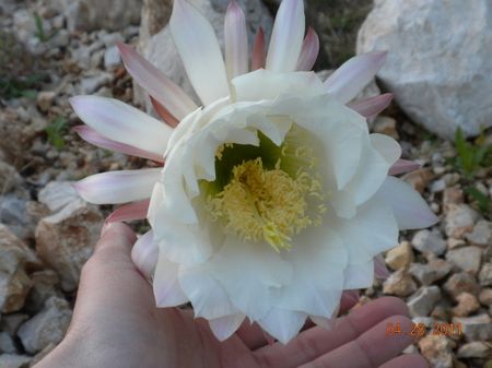 Fiore Tricocereus