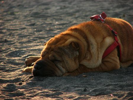 Marta Ciomina Doggyfied