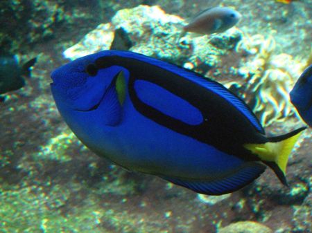 Pesci - Acquario di Genova