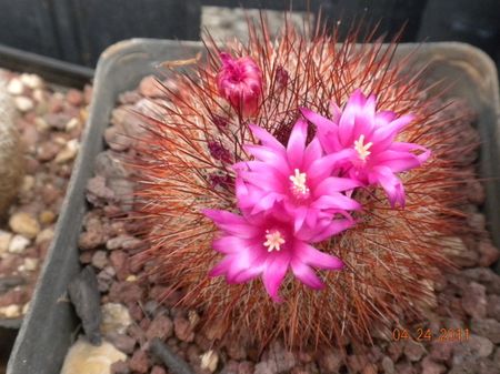 cactus in fiore