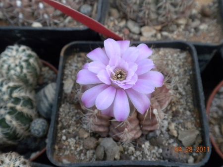 cactus in fiore