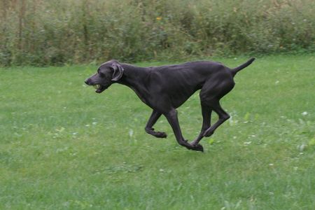 dog running with tail up and playing fetch