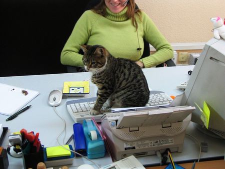 Gato oficinista