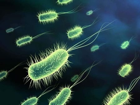 Escherichia coli
