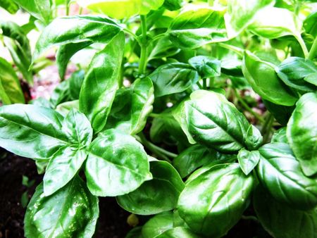 Basilico Basil-Albahaca-Taormina-Sicilia-Italy - Creative Commons by g