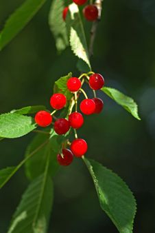 Cherries