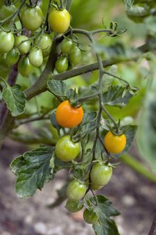 Cherry tomatoes