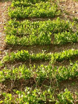 orto (piselli nani e spinaci)