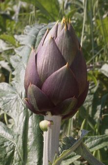 Artichoke - Carciofo