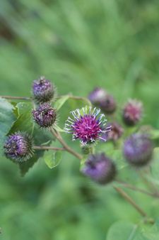 Burdock