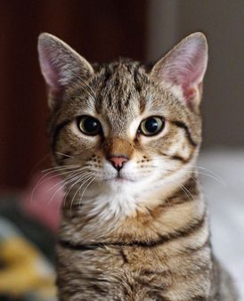 EN - 4-month female cat. PL - Czteromiesiczna kotka | Source | Date 2