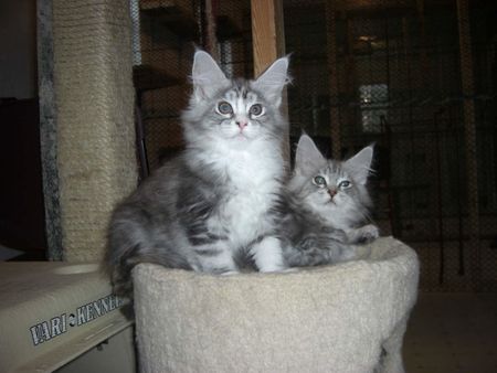 Maine Coon kittens at 10 weeks