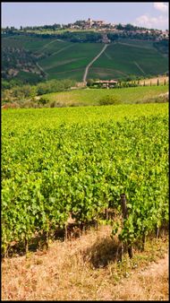 Viñedos del Chianti