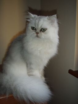 Il Gatto Persiano Blog Di Giovanna Bobbio