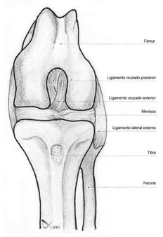 Rodilla de perro | Source File:Knie_hund_beschriftet.jpg | Knie_hund_b