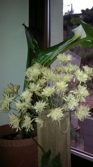 Fiori di tarassaco in "pirkka"