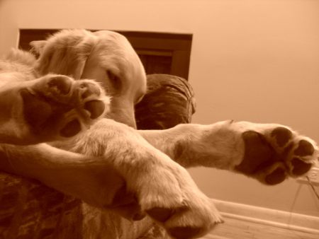 Stryder Paws