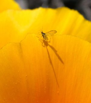 Amarillo