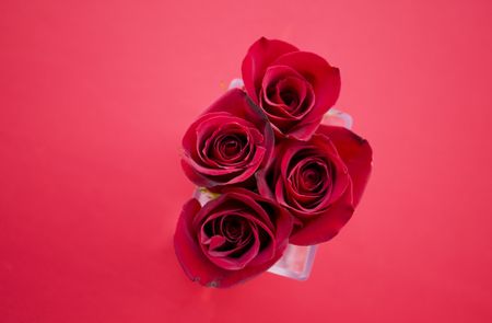 Red Roses