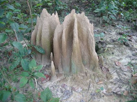 Royal Chitwan National Park