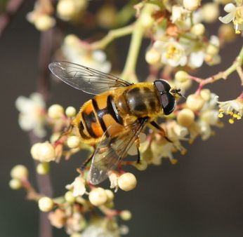 Sírfido, también conocido como mosca de las flores.