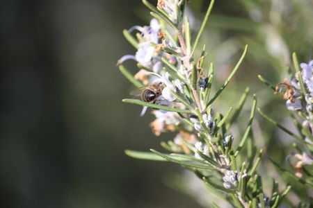 Abeja polinizando romero en flor