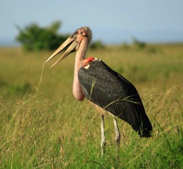 marabou stork