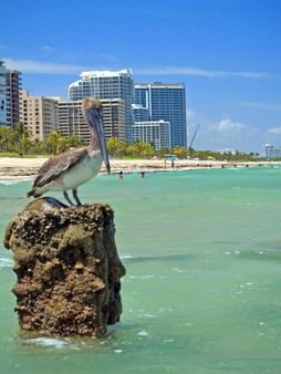 Pelican at Miami Beach