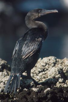 cormorán