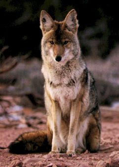 coyote