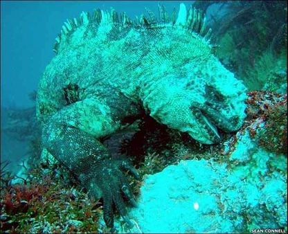 iguana marina