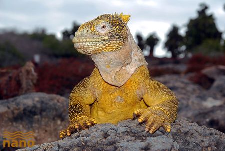 iguana terrestre