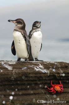 pingüinos