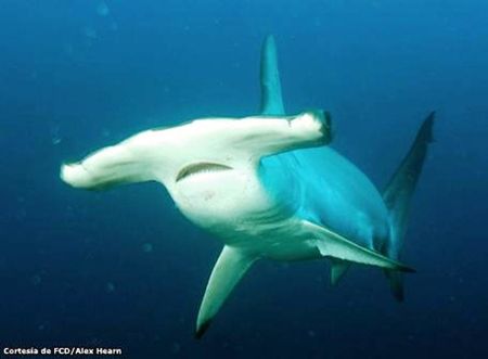 tiburón martillo