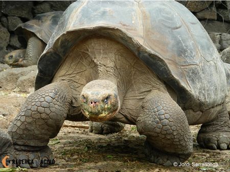 tortuga gigante