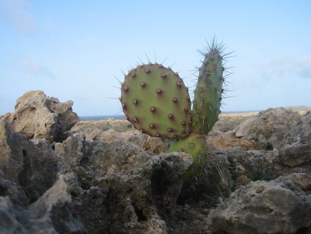 xerófila