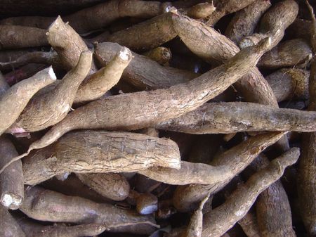 yuca