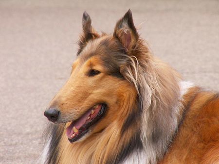 A sable Rough Collie at the Boston Public Gardens. | Source Flickr ht
