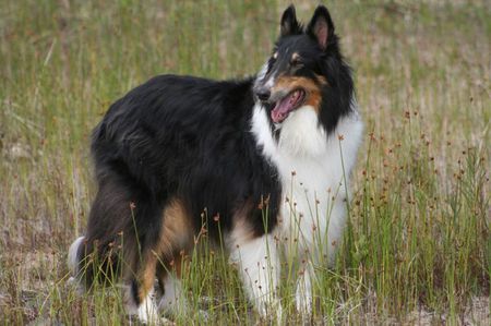 A tricolour Rough Collie named Angus. | Source Flickr http://flickr. 