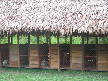 Perreras muy espaciosas. Very roomy kennels