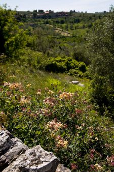 Dievole to Gaiole in Chianti