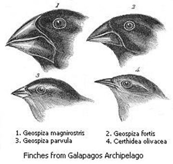 Pájaros pinzones estudiados por Darwin