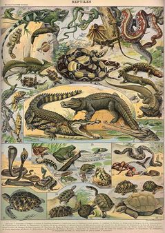 Reptiles de las Galápagos y otros