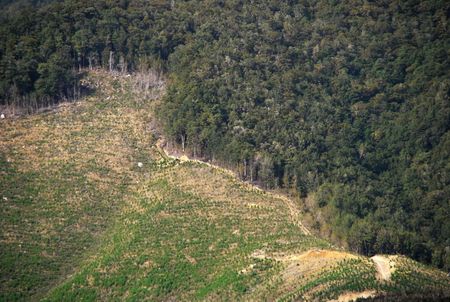 1 Deforestation in Newzealand (South Island: Tasman, Westcoast) | date