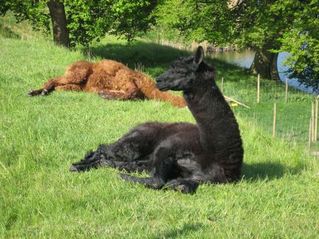 1 Resting Alpacas 1 Vilande Alpackor | Source | Author Lonezor | Date